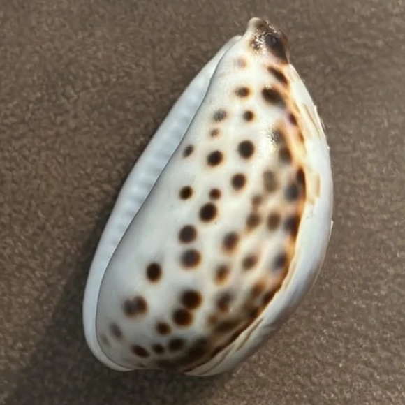 “Key West 2010” engraved sea shell - Picture 11 of 12
